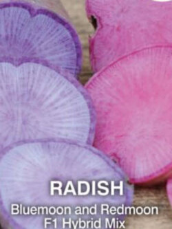ไชเท้า บลูมูน-เรดมูน คละ (Radish Bluemoon & Redmoon F1 Hybrid) / 100 เม็ด (UK)*