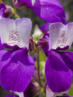 ไชนีสเฮ้าส์ (Chinese House) / 100 เม็ด (UK)