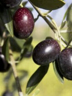 มะกอกโอลีฟ (Olive Oil / Olea europaea) / 5 เม็ด (Portugal)*