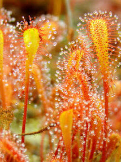 หยาดน้ำค้างอัฟริกัน (African Sundew / D.Nidiformis) / 5 เม็ด (Spain)*