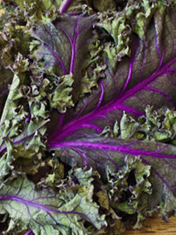 ผักเคลรัสเซียม่วง (Kale Russian Red) / 700 เม็ด (UK)*