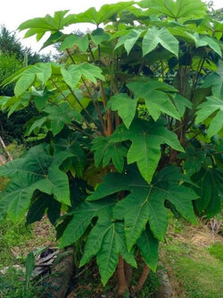 ตีนไดโนเสาร์ (T-REX Dinosaur tree) / 8 เม็ด (France)