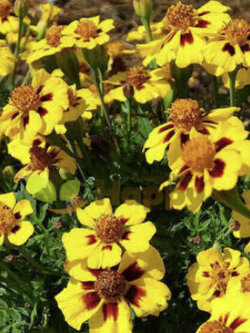 ดาวเรืองฝรั่งเศสซ้อน (French Marigold / Tagetes patula nana) / 350 เม็ด (UK)