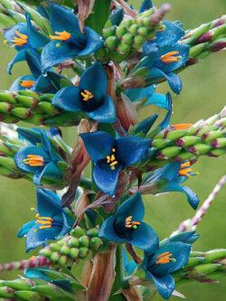 พูย่า เบอทีเราน่า (Puya Berteroana) / 10 เม็ด (Australia)