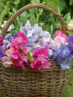 สวีทพี รอยัล แฟมิลี่ (Sweet Pea - Royal Family) คละ / 25 เม็ด (USA)*