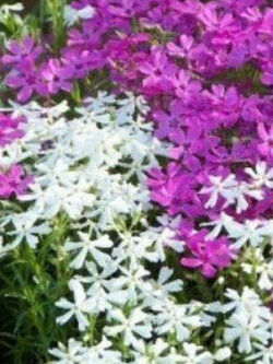 เมาน์เท่น ฟล็อกซ์ (Mountain Phlox) คละ / 160 เม็ด (UK)*