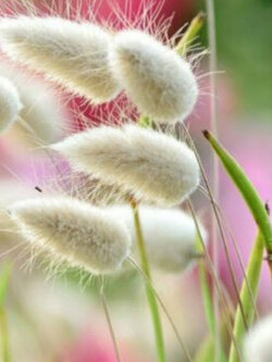 หญ้าหางกระต่าย (Bunny's Tail Grass) / 800 เม็ด (France)