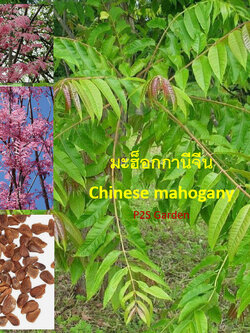 มะฮ็อกกานีจีน (Chinese Mahogany) หรือฟลามิงโก้ / 50 เม็ด (France)*