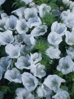 ไวเปอร์ บูกลอส - ไวท์ เบ็ดเดอร์ สีขาว (Vipor's Bugloss - White Bedder) / 50 เม็ด (USA)*