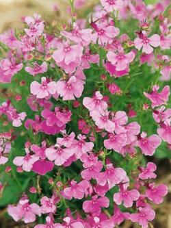 โลบีเลีย (Lobelia - Fountain Rose) สีชมพู / 5,000 เม็ด (UK)*