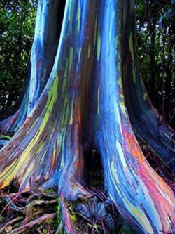 ยูคาลิปตัสแฟนซี (Rainbow Eucalyptus) / 150 เม็ด (Portugal)*