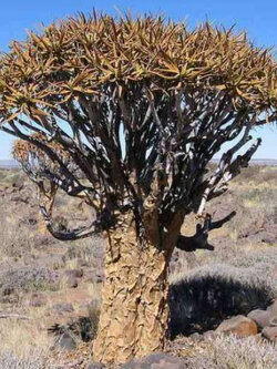 ควีฟเวอร์ หรือคีฟเวอร์ (Quiver / Kokerboom) / 5 เม็ด (UK)