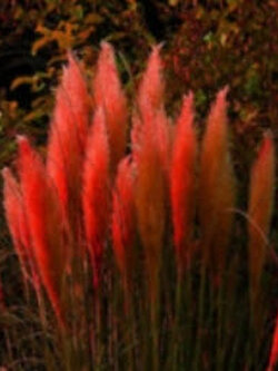 หญ้าภูเขา สีแดง (Red Pampas) / 400 เม็ด*