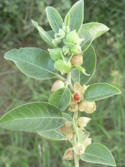 โสมอินเดีย (Indian Ginseng / Ashwagandha) / 50 เม็ด (UK)