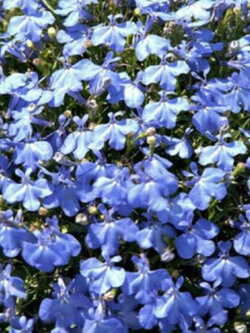 โลบีเลีย - ฟาวน์เท่น (Lobelia - Fountain) สีฟ้า/ 5,000 เม็ด (UK)*