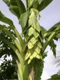 กล้วยนวล หรือกล้วยหัวโต (Elephant banana / Ensete glaucun) / 5 เม็ด (P2S)