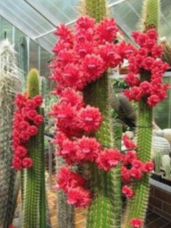 แคคตัสโบลีเวีย (Bolivicereus Cleistocactus Samaipatanus) / 5 เม็ด (Israel)