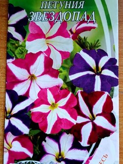 พิทูเนีย สตาร์ฟอล (Petunia Starfall) / ซอง 700 เม็ด+ (Ukraine)*