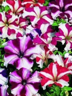 พิทูเนีย สตาร์ฟอล (Petunia Starfall) คละ / 1,500 เม็ด (Ukraine)*