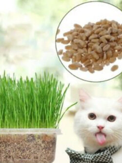 หญ้าแมว (cat grass) / 400 เม็ด*