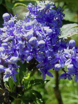 แพรวไพลิน หรือฮอมดง (Dichroa Febrifuga) / 5 เม็ด (Portugal)