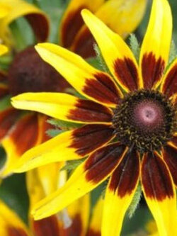 รุดเบ็คเกีย (Rudbeckia) / 15 เม็ด (USA)