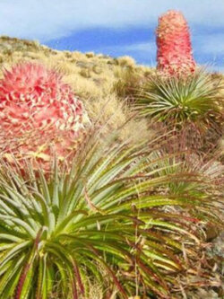 พูย่า เว็บเบอเรียน่า (Puya weberiana – Carmine Princess) / 5 เม็ด (Portugal) หายากมาก