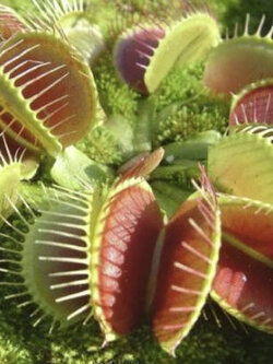 กาบหอยแครง (Venus Flytrap) / 50 เม็ด (USA)*