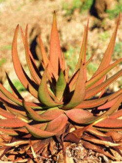 ว่านหางจระเข้ (Aloe - Gariep River Aloe) สีส้ม / 10 เม็ด (Portugal)*