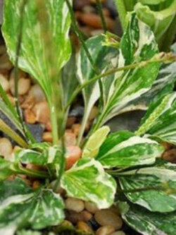 ผักกาดน้ำ ใบด่าง (Plantain - Variegated) / 25 เม็ด (USA)*