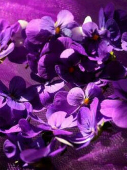 ไวโอลา หรือหน้าแมวจิ๋ว (Viola Odorata) สีม่วงเข้ม / 15 เม็ด (Portugal)*