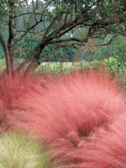 หญ้ามูลี่สีชมพู (Pink Muhly Grass) / 500 เม็ด (France)*