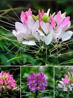 เสี้ยนฝรั่ง (Cleome / Spider Flower) คละ / 200 เม็ด*