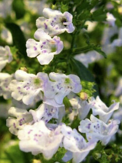 คาลามิ้นท์ (Calamintha Nepeta) / 250 เม็ด (UK)