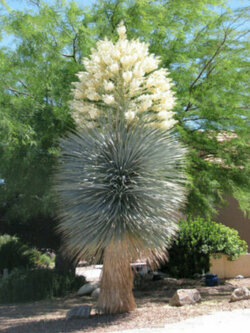 บลู ยุคคา (ฺBlue Yucca / Yucca rigida) / 5 เม็ด (Portugal)*