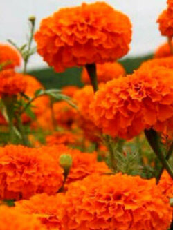ดาวเรืองอัฟริกัน (African Aztec Marigold) ซ้อนสีส้ม / 300 เม็ด (UK)