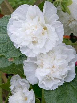 ฮอลลี่ฮ็อค (Hollyhock - Charter's White) ซ้อน สีขาว / 20 เม็ด (Portugal)