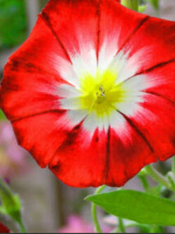 มอนิ่ง กลอรี่ สีแดง (Morning Glory - Red Ensign) / 10 เม็ด (UK)