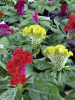 หงอนไก่ (Cockscomb / Celosia cristata) คละสี ต้นเตี้ย / 400 เม็ด (UK)