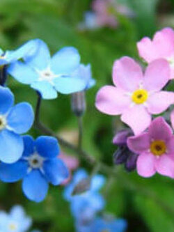 ฟอร์เก็ต มี น็อท (Forget Me Not) คละ / 500 เม็ด (UK)*