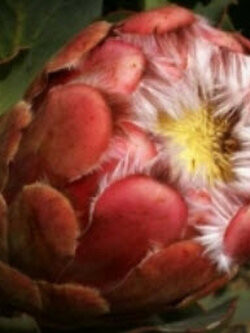 โพรเทีย Protea Grandiceps / Princess Protea / คละ 3 เม็ด (UK)*
