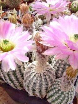 โลบิเวีย (Lobivia) / 5 เม็ด (Russia)