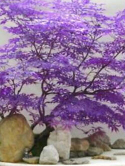 เมเปิ้ลญี่ปุ่น (Japanese Maple Bonsai) สีม่วง / 10 เม็ด (UK)