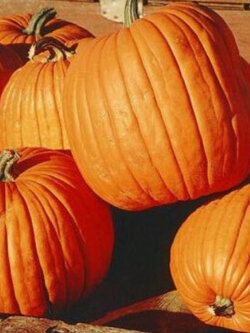 ฟักทอง ฮาโลวีนโกลด์ (Pumpkin - Haloween Gold) / 25 เม็ด (UK)