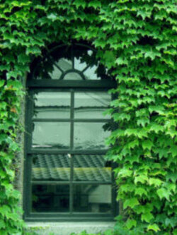บอสตัน ไอวี่ เขียว (Boston Ivy Green) / 50 เม็ด (Netherland)*