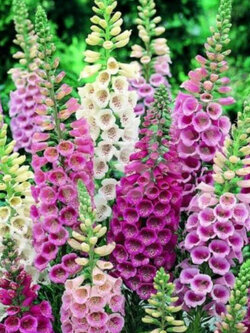 ถุงมือจิ้งจอก หรือ ดิจิทาลิส (Foxglove / Digitalis - Excelsior) คละ / 35,000 เม็ด (UK)*