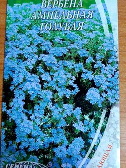 เวอร์บีนา (Verbena x Hybrida) สีฟ้า-น้ำเงิน / ซอง 40 เม็ด (Ukraine)*