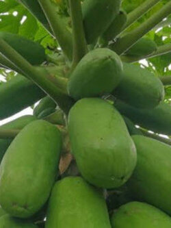 มะละกอ ฮอลแลนด์ / 50 เม็ด