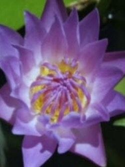 บัวออกัสโคช (August Koch) สีม่วง / 200 เม็ด