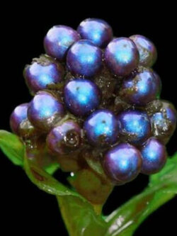 มาร์เบิล เบอรี่ (Marble berry / Metallic Blue Pearl) / 5 เม็ด (Portugal)